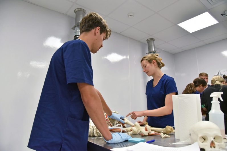 2 students examining an anatomy model.