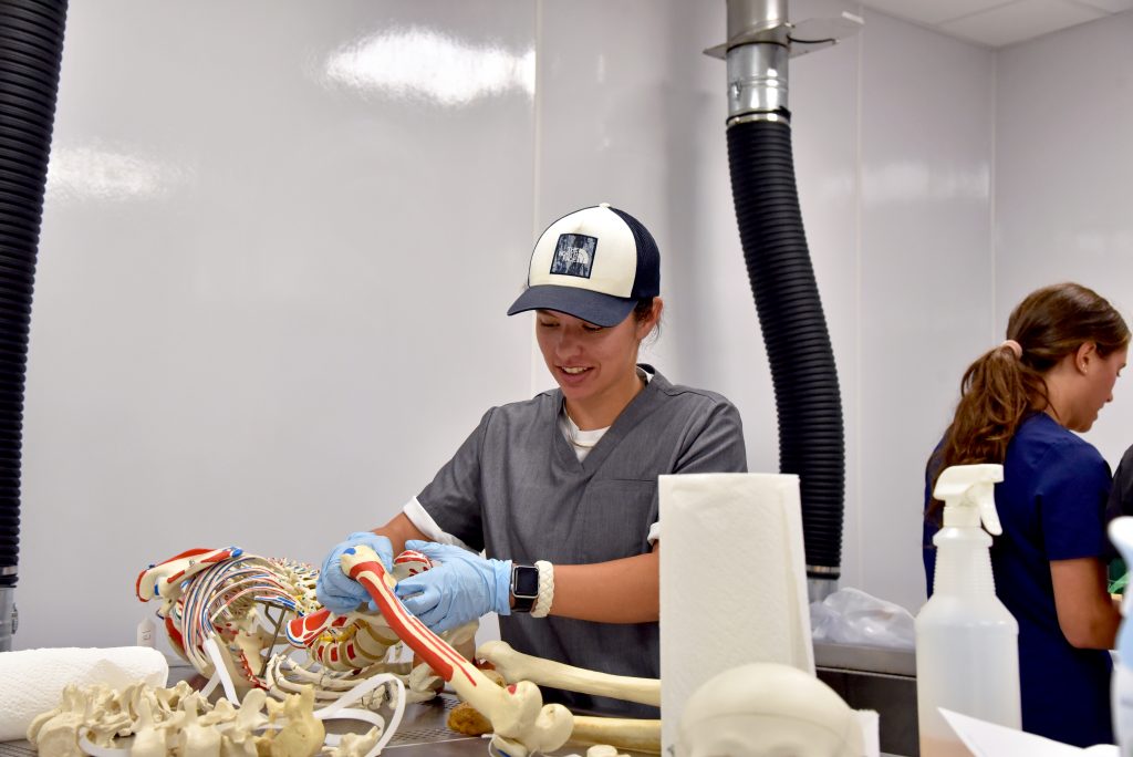 A student in the anatomy lab examining a model of the human body.