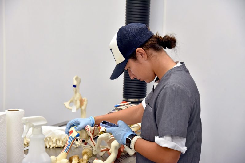 Student taking picture of anatomy model.